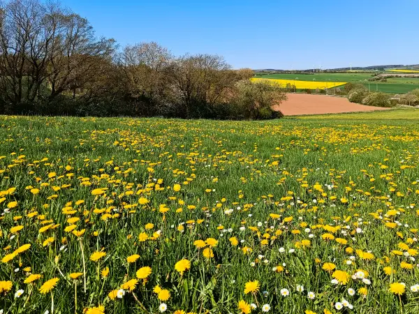 202604220-02 - Wiese mit Löwenzahn bei Scheven, Eifel, Nordrhein-Westfalen, Deutschland