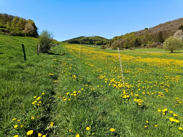 202604220-16 - Wiese mit Löwenzahn bei Vollem, Eifel, Nordrhein-Westfalen, Deutschland