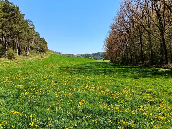 202604220-18 - Wiese mit Löwenzahn bei Vollem, Eifel, Nordrhein-Westfalen, Deutschland