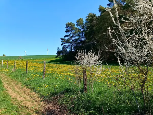 202604220-07 - Wiese mit Löwenzahn und Obstbäumen bei Dottel, Eifel, Nordrhein-Westfalen, Deutschland