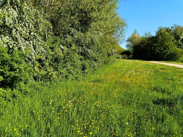 202604250-29 - Wiesen am Nordsee bei Xanten, Niederrhein, Nordrhein-Westfalen, Deutschland