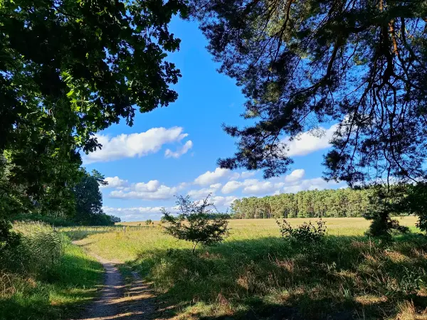 202508200-24 - Wiesen am Rand des Müritz-Nationalparks, Mecklenburgische Seenplatte, Mecklenburg-Vorpommern, Deutschland