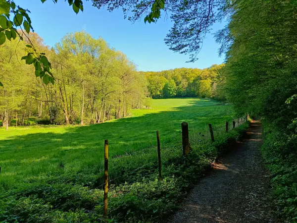 202604230-16 - Wiesen an der Düssel im Düsseltal, Bergisches Land, Nordrhein-Westfalen, Deutschland