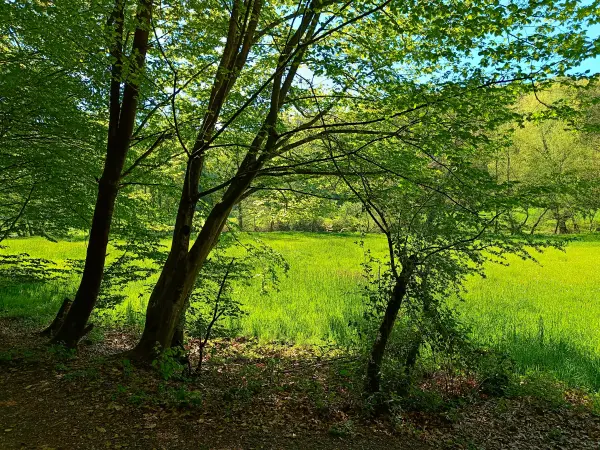 202604230-20 - Wiesen an der Düssel im Düsseltal, Bergisches Land, Nordrhein-Westfalen, Deutschland