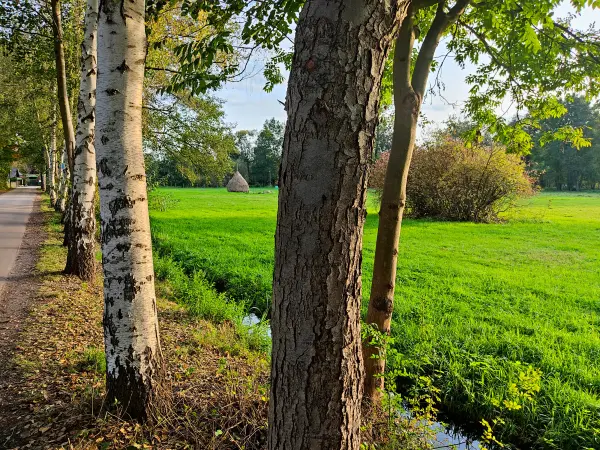 202310230-37 - Wiesen bei Lehde, Spreewald, Brandenburg, Deutschland