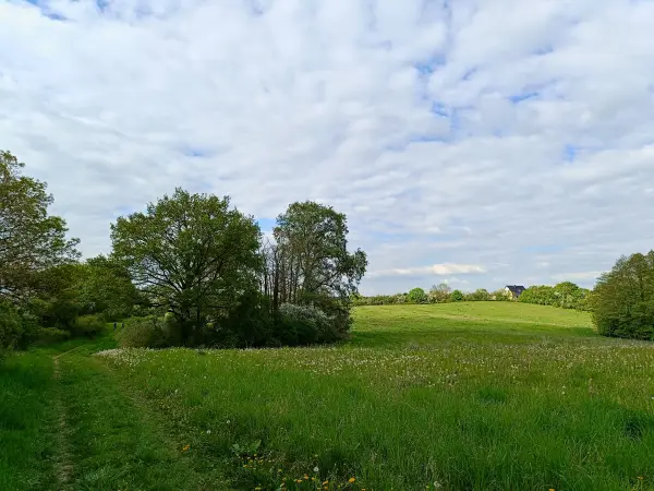 202605090-30 - Wiesen bei Louisenhof, Uckermark, Brandenburg, Deutschland