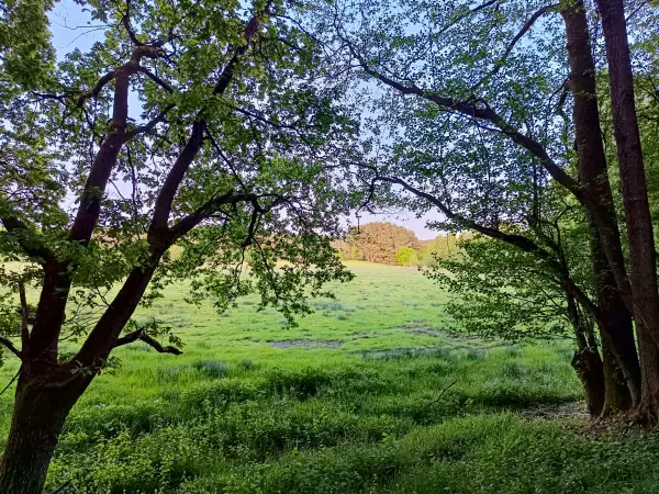202505130-50 - Wiesen im Müritz-Nationalpark bei Dambeck, Mecklenburgische Seenplatte, Mecklenburg-Vorpommern, Deutschland