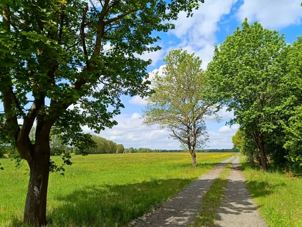 202605160-03 - Wiesen im Unterspreewald, Spreewald, Brandenburg, Deutschland