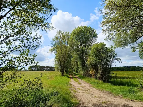 202605160-04 - Wiesen im Unterspreewald, Spreewald, Brandenburg, Deutschland