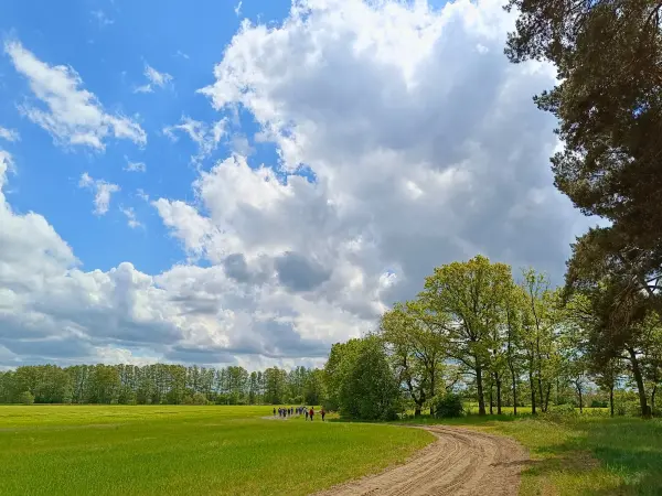202605160-07 - Wiesen im Unterspreewald, Spreewald, Brandenburg, Deutschland