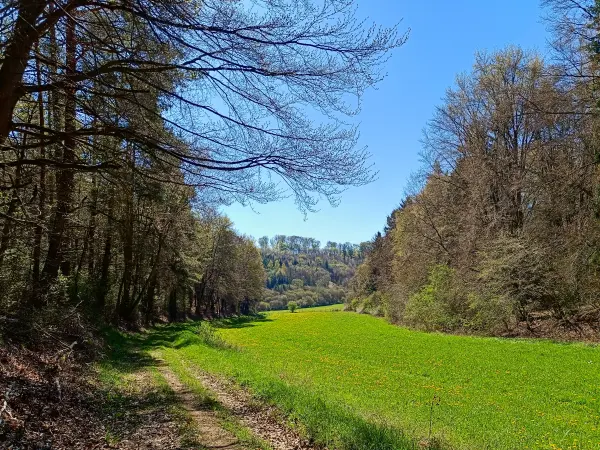 202604220-08 - Wiesental bei Keldenich, Eifel, Nordrhein-Westfalen, Deutschland