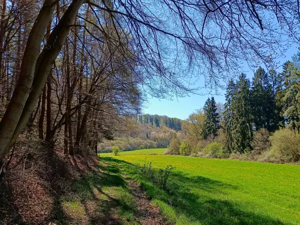 202604220-09 - Wiesental bei Keldenich, Eifel, Nordrhein-Westfalen, Deutschland