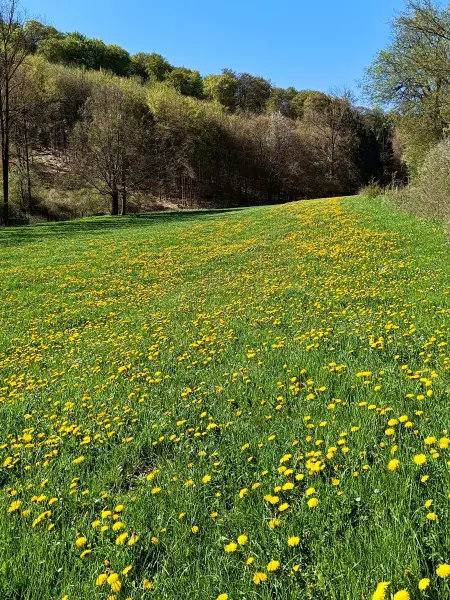 202604220-10 - Wiesental mit Löwenzahn bei Urfey, Eifel, Nordrhein-Westfalen, Deutschland