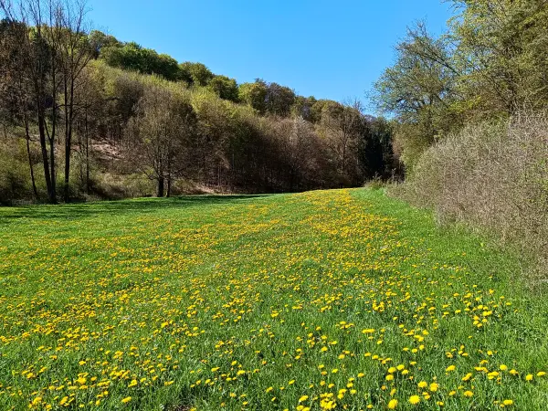 202604220-11 - Wiesental mit Löwenzahn bei Urfey, Eifel, Nordrhein-Westfalen, Deutschland
