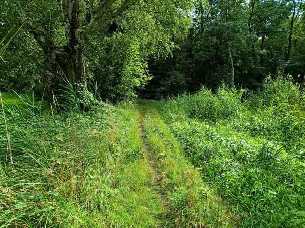 202507300-06 - Wiesenweg am Entenfang, Potsdam, Brandenburg, Deutschland