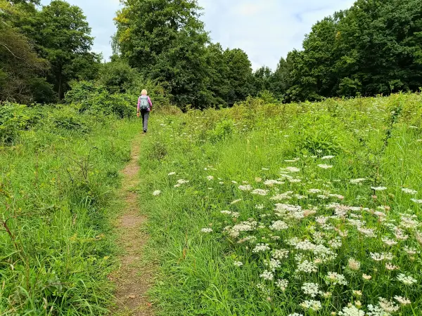 202508020-15 - Wiesenweg am Großen Klobichsee bei Münchehofe, Märkische Schweiz, Seenland Oder-Spree, Brandenburg, Deutschland