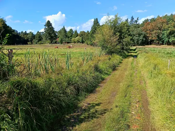 202509120-20 - Wiesenweg bei Biestorf, Mecklenburgische Seenplatte, Mecklenburg-Vorpommern, Deutschland