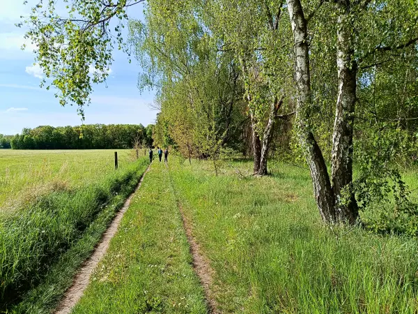 202505080-05 - Wiesenweg bei Treuenbrietzen, Fläming, Brandenburg, Deutschland