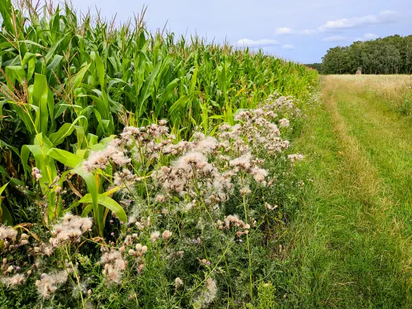 202308050-31 - Wiesenweg mit Maisfeld bei Bad Belzig, Fläming, Brandenburg, Deutschland
