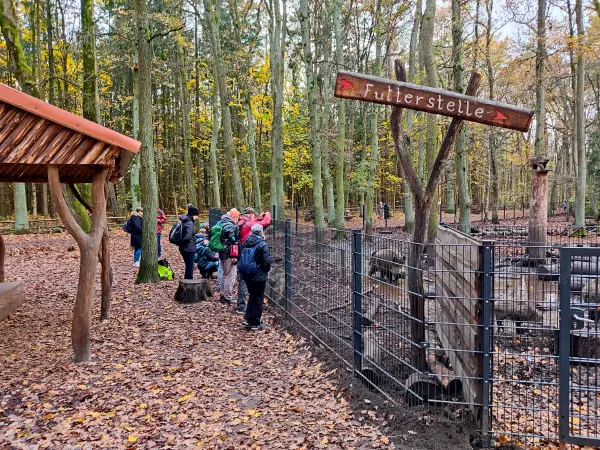 202311180-32 - Wildgehege im Spandauer Forst, Berlin, Deutschland