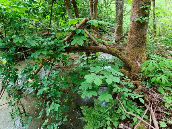 202505080-37 - Wildnis im NSG Zarth bei Treuenbrietzen, Fläming, Brandenburg, Deutschland