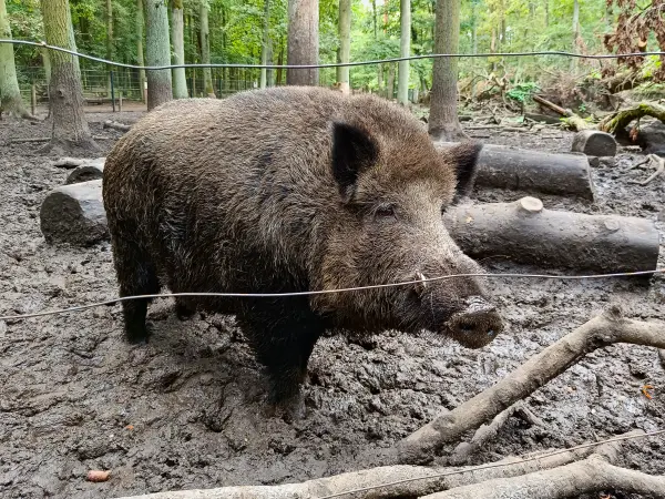 202508300-34 - Wildschwein im Wildgehege Spandauer Forst, Berlin, Deutschland