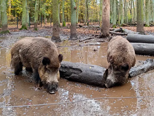 202311180-29 - Wildschweine im Wildgehege im Spandauer Forst, Berlin, Deutschland