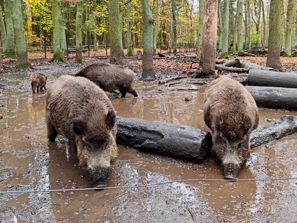 202311180-30 - Wildschweine im Wildgehege im Spandauer Forst, Berlin, Deutschland