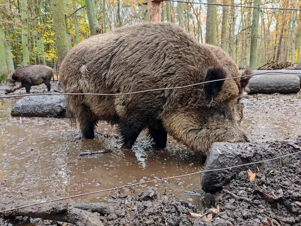 202311180-31 - Wildschweine im Wildgehege im Spandauer Forst, Berlin, Deutschland