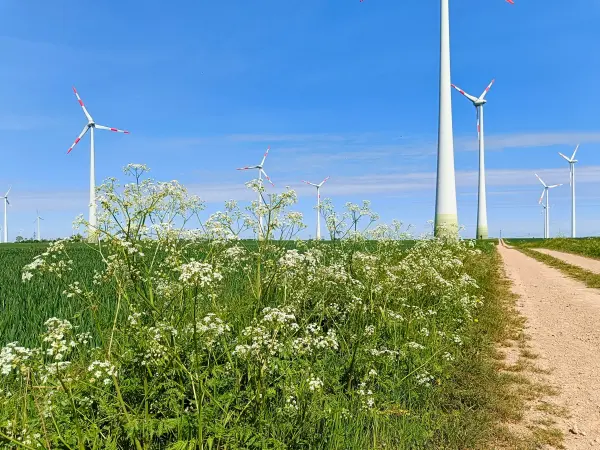 202505030-29 - Windräder bei Markee, Havelland, Brandenburg, Deutschland