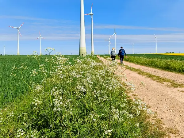 202505030-30 - Windräder bei Markee, Havelland, Brandenburg, Deutschland