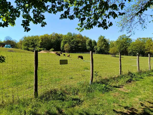 202604230-35 - Wisent-Gehege im Düsseltal, Bergisches Land, Nordrhein-Westfalen, Deutschland