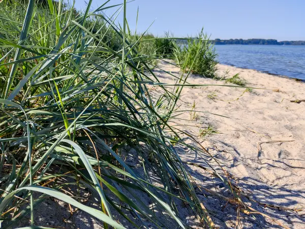 202309060-06 - Wismarer Bucht bei Zierow, Mecklenburgische Ostseeküste, Mecklenburg-Vorpommern, Deutschland