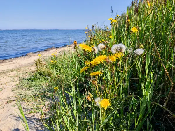202309060-07 - Wismarer Bucht bei Zierow, Mecklenburgische Ostseeküste, Mecklenburg-Vorpommern, Deutschland