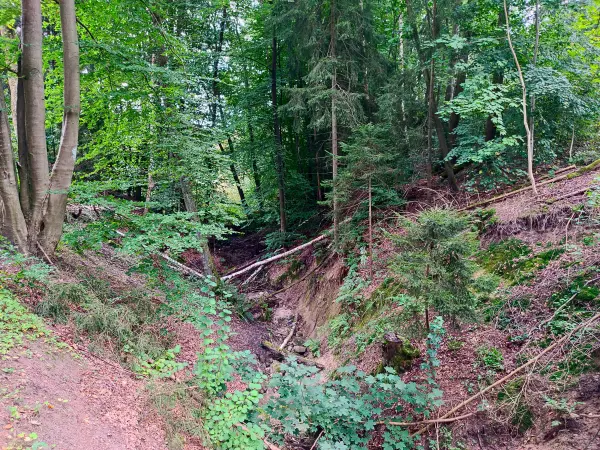 202309230-25 - Wolfsschlucht bei Reinbek, Herzogtum Lauenburg und Stormarn, Schleswig-Holstein, Deutschland