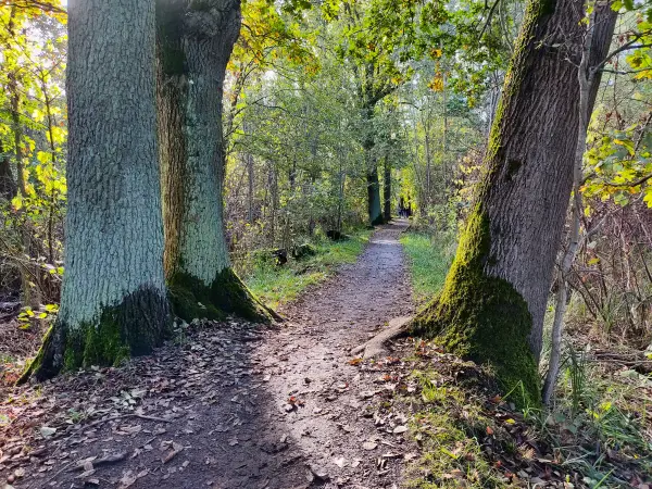 202310230-09 - Wotschofskaweg bei Lübbenau, Spreewald, Brandenburg, Deutschland
