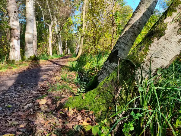 202310230-13 - Wotschofskaweg bei Lübbenau, Spreewald, Brandenburg, Deutschland