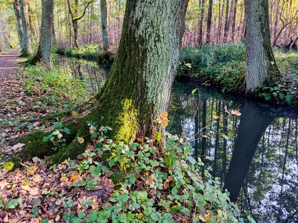 202310230-17 - Wotschofskaweg bei Lübbenau, Spreewald, Brandenburg, Deutschland