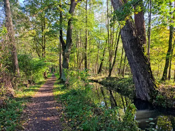 202310230-18 - Wotschofskaweg bei Lübbenau, Spreewald, Brandenburg, Deutschland