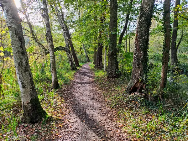 202310230-26 - Wotschofskaweg bei Lübbenau, Spreewald, Brandenburg, Deutschland