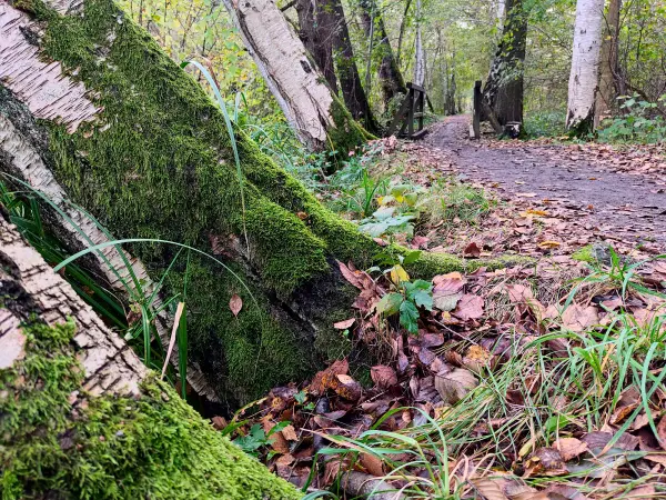 202310230-28 - Wotschofskaweg bei Lübbenau, Spreewald, Brandenburg, Deutschland