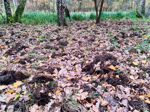 202311180-21 - Wühlspuren von Wildschweinen im Spandauer Forst, Berlin, Deutschland