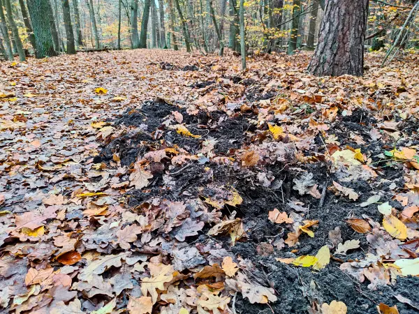 202311180-26 - Wühlspuren von Wildschweinen im Spandauer Forst, Berlin, Deutschland