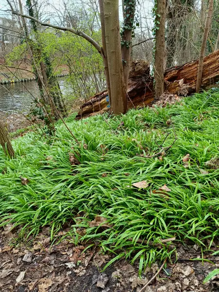 202604040-01 - Wunderlauch am Teltowkanal in Steglitz, Berlin, Deutschland