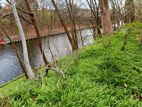 202604040-02 - Wunderlauch am Teltowkanal in Steglitz, Berlin, Deutschland