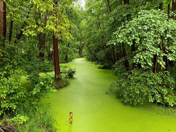202507120-22 - Wustrickgraben bei Groß Köris, Dahme-Seenland, Brandenburg, Deutschland