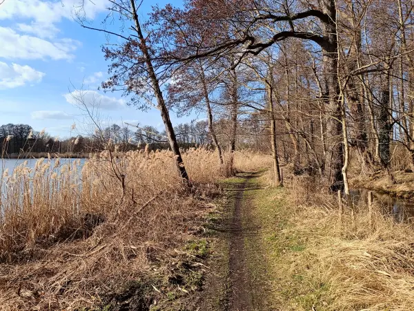 202603120-17 - Zernausee bei Mützel, Elbe-Börde-Heide, Sachsen-Anhalt, Deutschland
