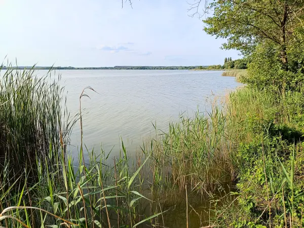 202506030-31 - Zierker See bei Neustrelitz, Mecklenburgische Seenplatte, Mecklenburg-Vorpommern, Deutschland