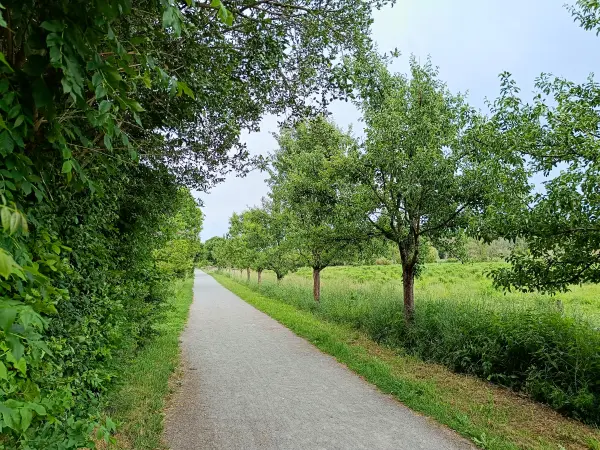 202506070-22 - Zingergrabenniederung bei Blankenfelde, Berlin, Deutschland