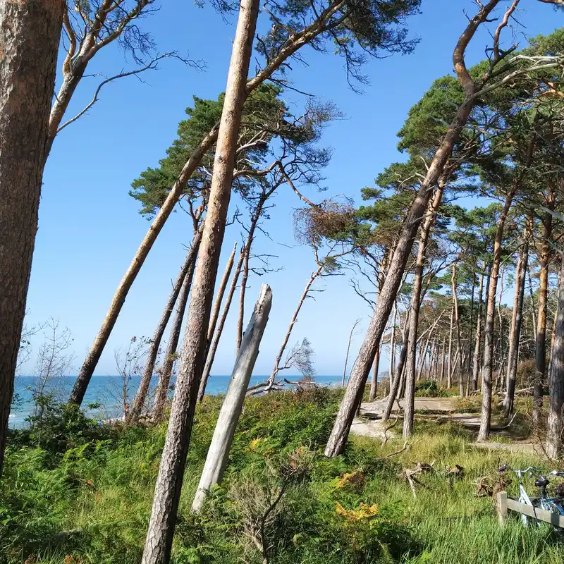 Darßer Urwald, wilder Ostseestrand, Boddenblick und Kapitänshäuser